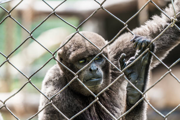 istock Pensive Woolly Monkey Observing from Zoo Enclosure 2149178904