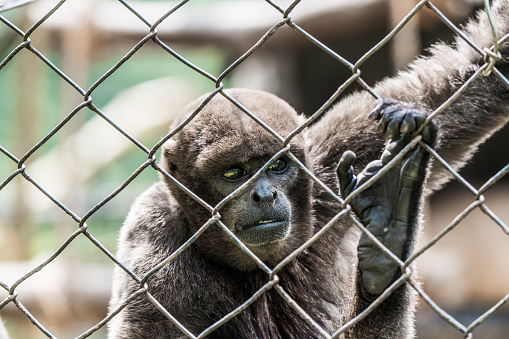 A woolly monkey appears pensive as it observes through the enclosure at the zoo