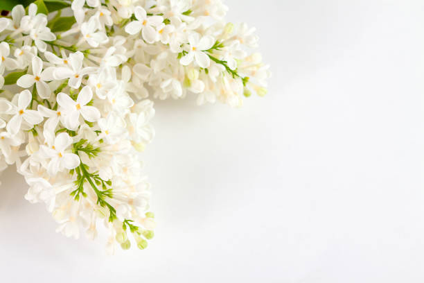 white lilac flowers lie on a white table, space for your design