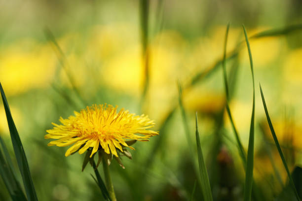 Fresh dandelion flower growing outdoors in a meadow, close up
