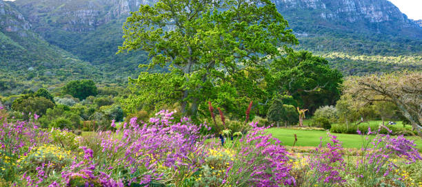 Kirstenbosch is an important botanical garden nestled at the eastern foot of Table Mountain in Cape Town.
