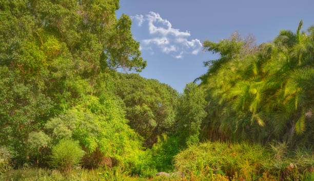 Lake Seminole Park trail through the woods.