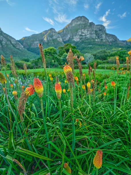 Flowers, plants and trees in Kirstenbosch Botanical Gardens in Cape Town, South Africa,