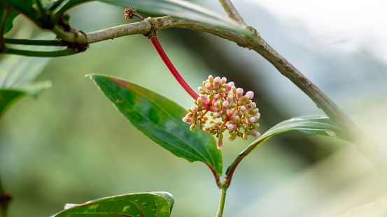 Medinilla speciosa (Parijata, Parijoto, Showy Asian Grapes). The fruit contains significant levels of antioxidants and beta-carotene, so it is believed to increase pregnancy fertility