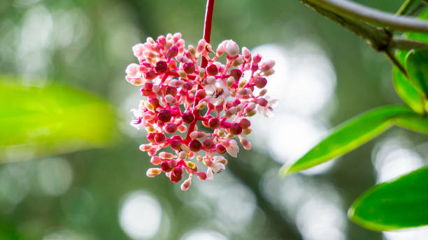 medinilla speciosa (parijata, parijoto, showy asian grapes). the fruit contains significant levels of antioxidants and beta-carotene, so it is believed to increase pregnancy fertility - parijoto potret stok, foto, & gambar bebas royalti