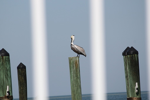 Scenic view of a pelican bird on a post at the pier and the Gulf of Mexico in Pine Island, Florida.