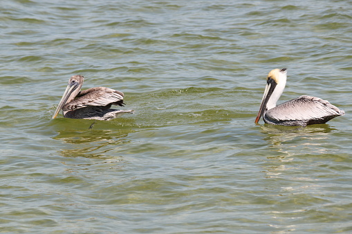 Two Pelican Bird paddling swimming in the water.