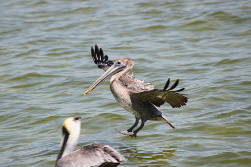 Two Pelican Bird paddling swimming  and landing in the water.