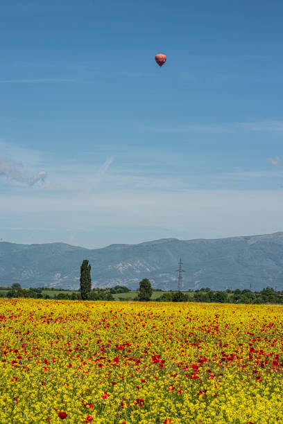 A flying air-balloon over a red and yellowish field with poppies and oil seed rape.