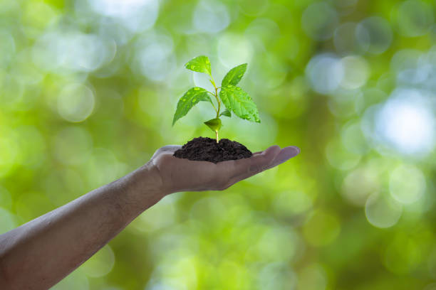 istock Growing tree in human hand on green background. Saving environment. Renewable resources to reduce pollution. ESG concept for environmental, social sustainable business company governance and finance. 2149181274