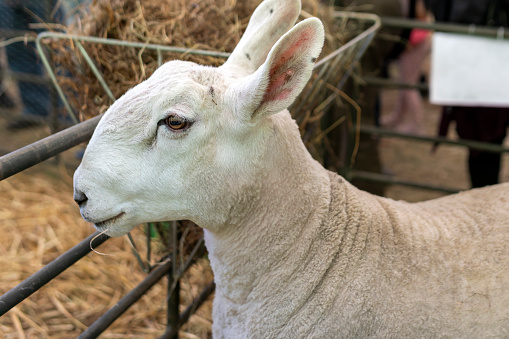 Arles Merino sheep, ram, 1 year old, walking in front of white background