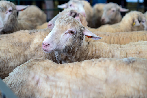 Group of young sheep cluster together in a pen at an agricultural fair in Autumn.