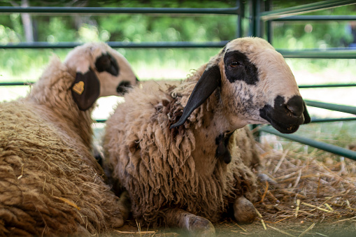 At the sheep market you can find all kinds of breeds.