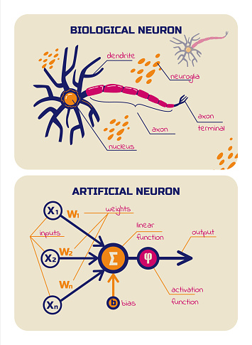 Visual schemes of biological and artificial neurons. Multiple inputs, weight, bias, activation functions. Neural network elements. Vector illustration.