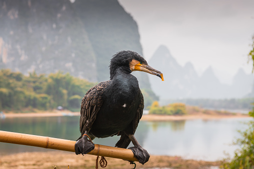A cormorant bird sitting on the stick in Xing Ping village, Guilin, China. Copy space for text