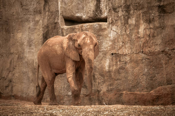 African elephant seen from behind