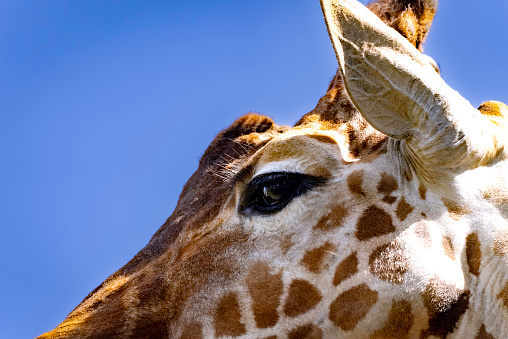 beautiful giraffe eyes