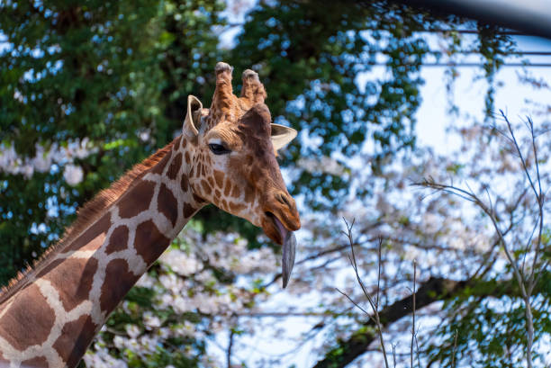 Action of the giraffe is tongue on a white background.