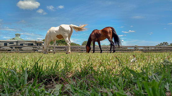 Two horse buddies grazing in a paddock Photo by Aviatedman