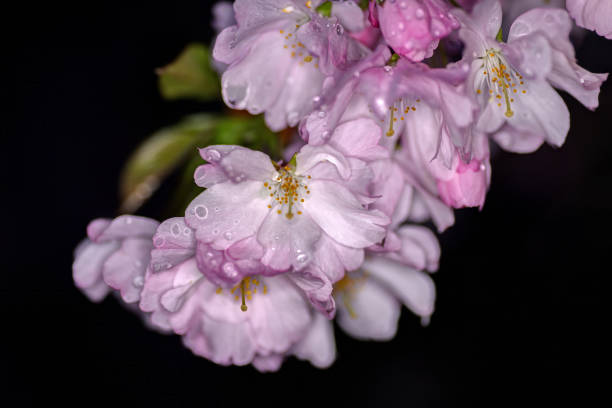 closeup of pink cherry blossom