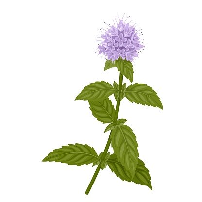 Vector illustration, Mentha aquatica or watermint, isolated on white background.