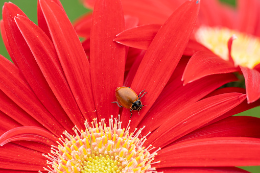 Close-up of ladybug without spots crawling on colorful red  Daisy in spring.