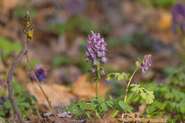 Fumewort, Bird in a bush (Corydalis solida) in spring forest. Purple flowers blooming in spring forest.