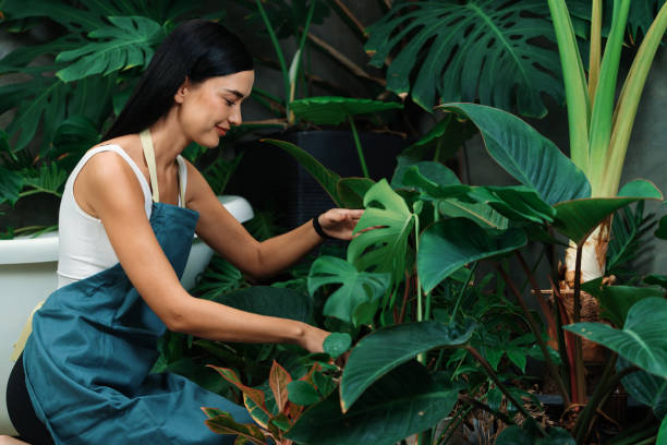 istock Young female gardener and tropical plant in minimalist garden. Blithe 2149185079