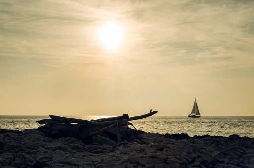 Sailboat on the sea during the nice evening sunset light, wood on the beach in the foreground, luxury life travel voayge