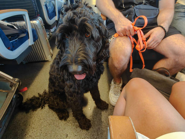 istock Black Dog Travelling on Train With His Owner 2149185567