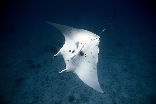 Unique spots on the belly of a large manta ray