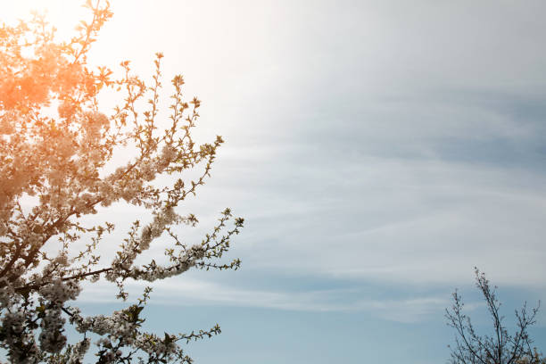 Blooming branches of cherry on a background of blue sky, selective focus. Natural flowering background