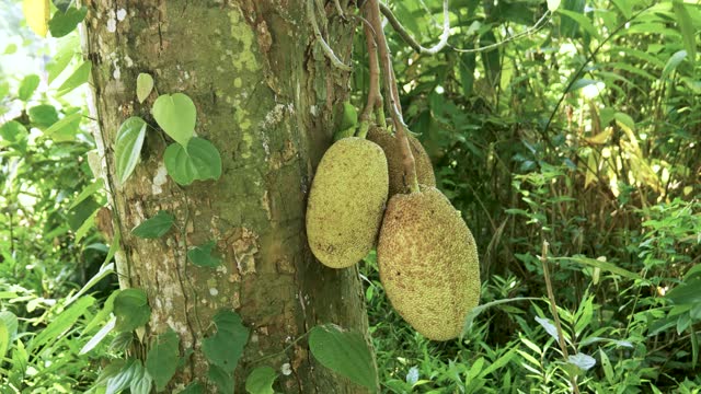 Ripe juicy jackfruit hanging from tropical fruit tree branches, Delicious exotic harvest