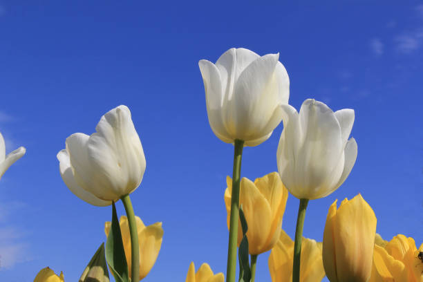 a little group white and yellow tulips and blue sky background