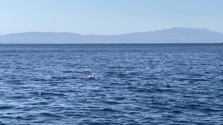 White seagull swimming in the sea. Beautiful calm blue bay. Slow motion