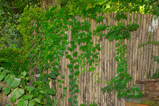 Bamboo fence and vines climbing on it