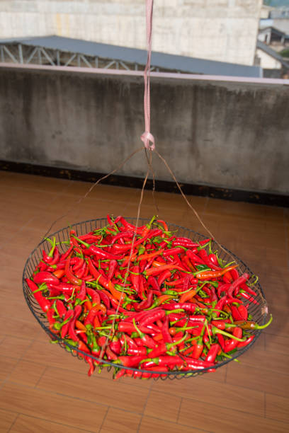 A cage of red peppers being dried