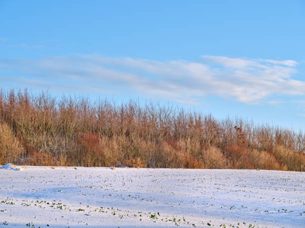 Danish nature in wintertime - dressed in frost and snow