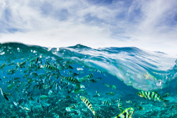 istock Under over capture of small fish above a tropical reef 2149187848