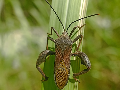 Leaf-footed Bugs (family Coreidae). Euthochtha galeator. The grasshopper is fierce.