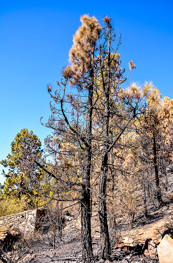 A tree with blackened branches and a burnt trunk. The sky is blue and clear. The tree is surrounded by other trees