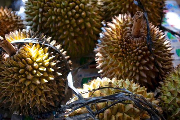 istock Durio zibethinus or Durian Fruit 2149188530