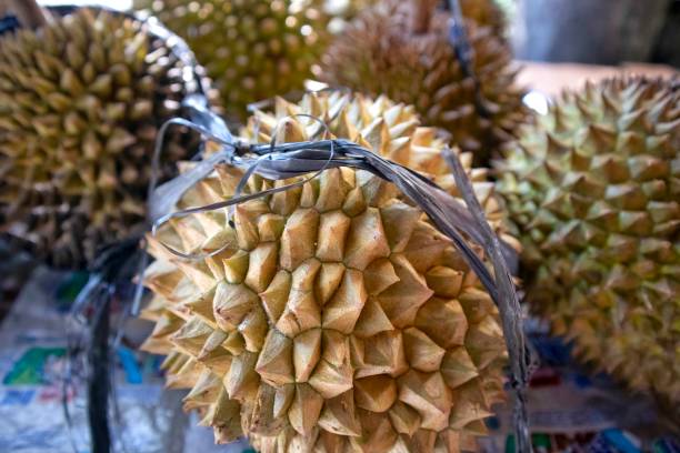 istock Durio zibethinus or Durian Fruit 2149188576
