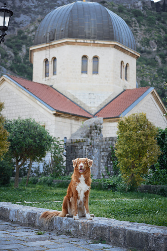An observant Nova Scotia Duck Tolling Retriever dog sits regally in a courtyard, with an ornate church in the soft-focus background.