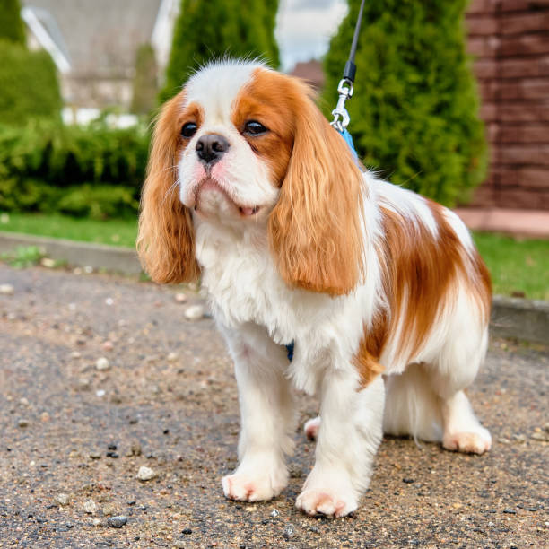istock Cavalier King Charles Spaniel dog dog close-up 2149188744