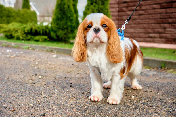 istock Cavalier King Charles Spaniel dog is standing in close-up 2149188745