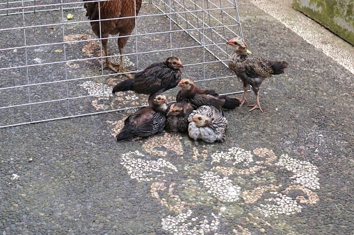 chicks are near the mother hen in the cage