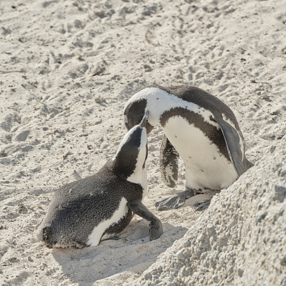 Super-sharp Photo of Black-footed penguin at Boulders Beach,  South Africa, taken with Medium Format and prime lens