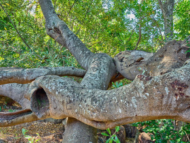 Flowers, plants and trees in Kirstenbosch Botanical Gardens in Cape Town, South Africa,