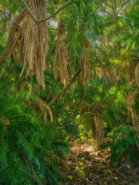 Flowers, plants and trees in Kirstenbosch Botanical Gardens in Cape Town, South Africa,
